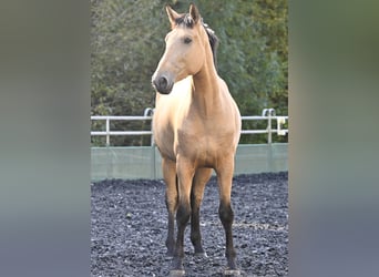 PRE, Mare, 5 years, 16.2 hh, Buckskin