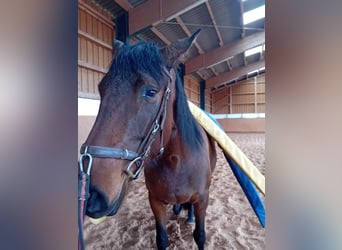 PRE, Mare, 5 years, 16.3 hh, Brown