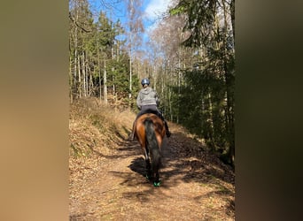 PRE, Mare, 5 years, 16.3 hh, Brown