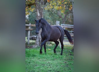 PRE Mix, Mare, 5 years, 16 hh, Black