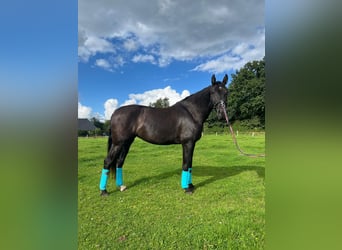 PRE, Mare, 5 years, 16 hh, Black