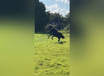 PRE, Mare, 5 years, 16 hh, Black