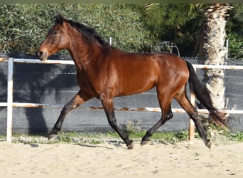 PRE, Mare, 5 years, 16 hh, Brown