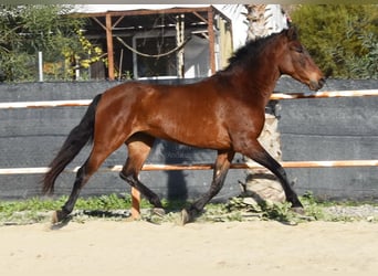 PRE, Mare, 5 years, 16 hh, Brown