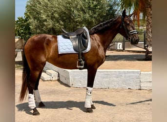 PRE Mix, Mare, 5 years, 16 hh, Brown