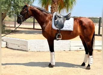 PRE Mix, Mare, 5 years, 16 hh, Brown