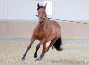 PRE Mix, Mare, 5 years, 16 hh, Brown