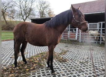 PRE Mix, Mare, 5 years, 16 hh, Brown