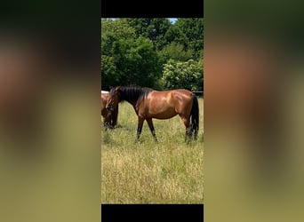 PRE Mix, Mare, 5 years, 16 hh, Brown