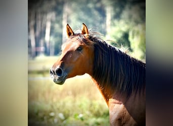 PRE Mix, Mare, 5 years, 16 hh, Brown