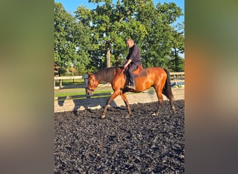 PRE Mix, Mare, 5 years, 16 hh, Brown