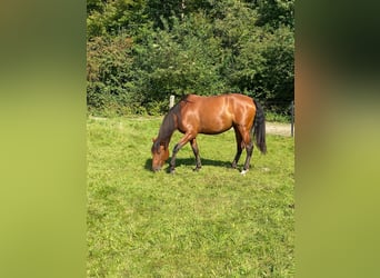 PRE Mix, Mare, 5 years, 16 hh, Brown