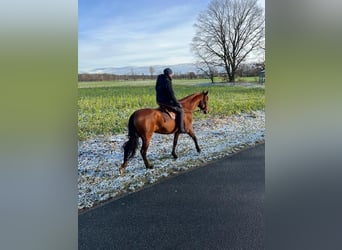 PRE Mix, Mare, 5 years, 16 hh, Brown