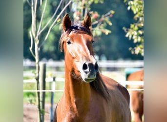 PRE Mix, Mare, 5 years, 16 hh, Brown