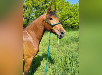 PRE Mix, Mare, 5 years, 16 hh, Brown