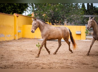 PRE Mix, Mare, 5 years, 16 hh, Champagne