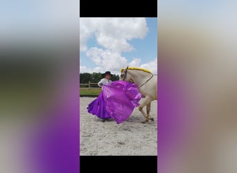 PRE, Mare, 5 years, 16 hh, Champagne
