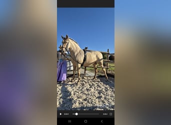 PRE, Mare, 5 years, 16 hh, Champagne