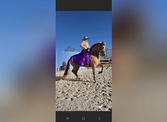 PRE, Mare, 5 years, 16 hh, Champagne