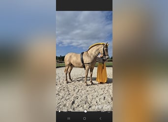 PRE, Mare, 5 years, 16 hh, Champagne