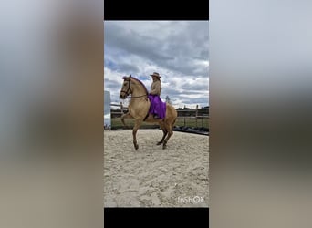 PRE, Mare, 5 years, 16 hh, Champagne