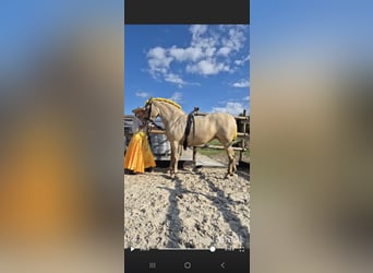 PRE, Mare, 5 years, 16 hh, Champagne