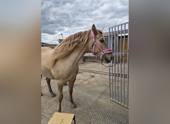 PRE, Mare, 5 years, 16 hh, Champagne