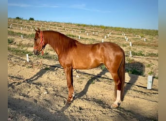 PRE, Mare, 5 years, 16 hh, Chestnut-Red
