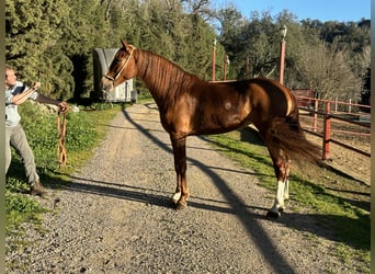 PRE, Mare, 5 years, 16 hh, Chestnut-Red