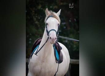 PRE Mix, Mare, 5 years, 16 hh, Cremello
