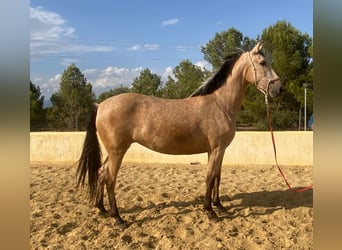 PRE, Mare, 5 years, 16 hh, Dun