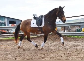 PRE, Mare, 5 years, 16 hh, Dun