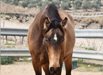 PRE, Mare, 5 years, 16 hh, Dun