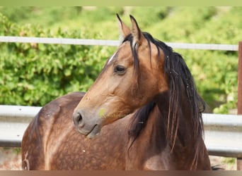 PRE, Mare, 5 years, 16 hh, Dun