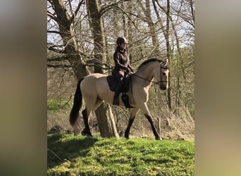PRE, Mare, 5 years, 16 hh, Dun