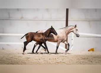 PRE Mix, Mare, 5 years, 16 hh, Gray-Red-Tan
