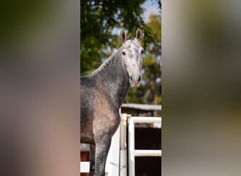 PRE Mix, Mare, 5 years, 16 hh, Gray-Red-Tan