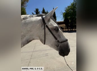 PRE Mix, Mare, 5 years, 16 hh, Grey-Dapple