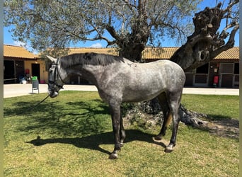 PRE, Mare, 5 years, 16 hh, Grey
