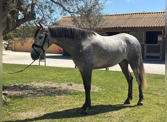PRE, Mare, 5 years, 16 hh, Grey