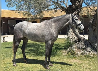 PRE, Mare, 5 years, 16 hh, Grey