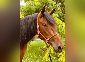 PRE Mix, Mare, 5 years, 16 hh