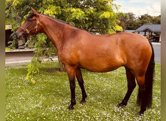 PRE Mix, Mare, 5 years, 16 hh