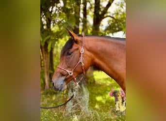 PRE Mix, Mare, 5 years, 16 hh
