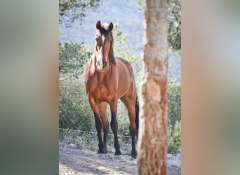 PRE Mix, Mare, 5 years, 16,1 hh, Bay