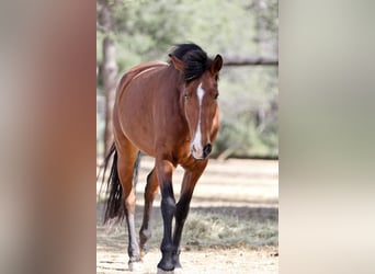 PRE Mix, Mare, 5 years, 16,1 hh, Bay