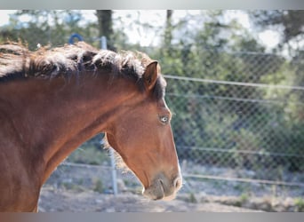 PRE Mix, Mare, 5 years, 16,1 hh, Bay