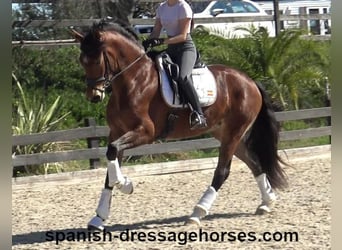 PRE Mix, Mare, 5 years, 16,1 hh, Brown