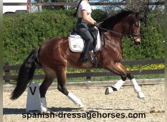 PRE Mix, Mare, 5 years, 16,1 hh, Brown