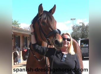 PRE Mix, Mare, 5 years, 16,1 hh, Brown